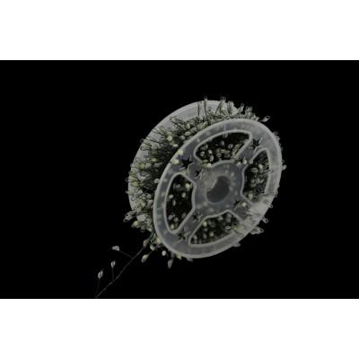 XMAS Гірлянда зелений провід таймер пульт дистанційного керування режими 6Вт 50M 220V WW-2 GREEN LINE (10142) від  – краща ціна, доставка по Україні